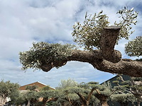 Olijfboom farga xxl - olea europaea - ca. 200 jaar oud - hoogte ca. 330 cm - afbeelding 3 van  19