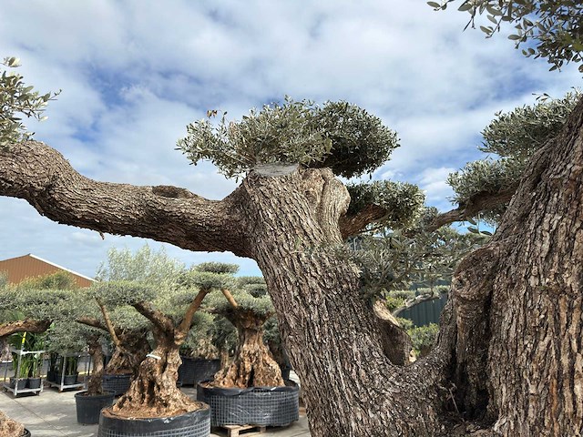 Olijfboom farga xxl - olea europaea - ca. 200 jaar oud - hoogte ca. 330 cm - afbeelding 4 van  19
