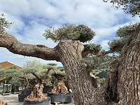 Olijfboom farga xxl - olea europaea - ca. 200 jaar oud - hoogte ca. 330 cm - afbeelding 4 van  19