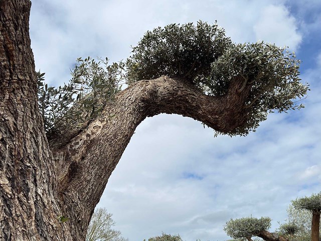 Olijfboom farga xxl - olea europaea - ca. 200 jaar oud - hoogte ca. 330 cm - afbeelding 7 van  19
