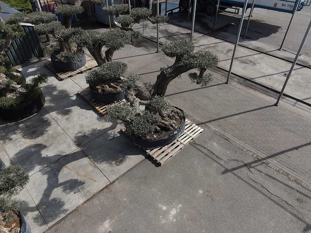 Olijfboom farga xxl - olea europaea - ca. 200 jaar oud - hoogte ca. 330 cm - afbeelding 13 van  19
