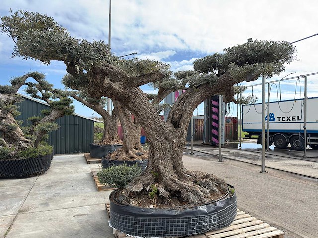 Olijfboom farga xxl - olea europaea - ca. 200 jaar oud - hoogte ca. 330 cm - afbeelding 11 van  19