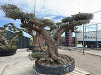Olijfboom farga xxl - olea europaea - ca. 200 jaar oud - hoogte ca. 330 cm