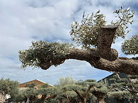 Olijfboom farga xxl - olea europaea - ca. 250 jaar oud - hoogte ca. 300 cm - afbeelding 6 van  34