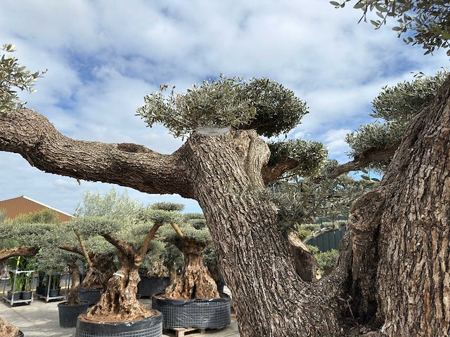Olijfboom farga xxl - olea europaea - ca. 250 jaar oud - hoogte ca. 300 cm - afbeelding 9 van  34