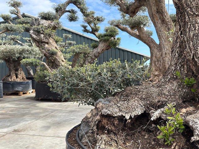 Olijfboom farga xxl - olea europaea - ca. 250 jaar oud - hoogte ca. 300 cm - afbeelding 10 van  34