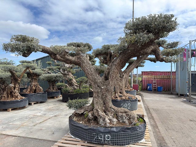 Olijfboom farga xxl - olea europaea - ca. 250 jaar oud - hoogte ca. 300 cm - afbeelding 1 van  34