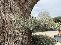 Olijfboom farga xxl - olea europaea - ca. 250 jaar oud - hoogte ca. 300 cm - afbeelding 20 van  34