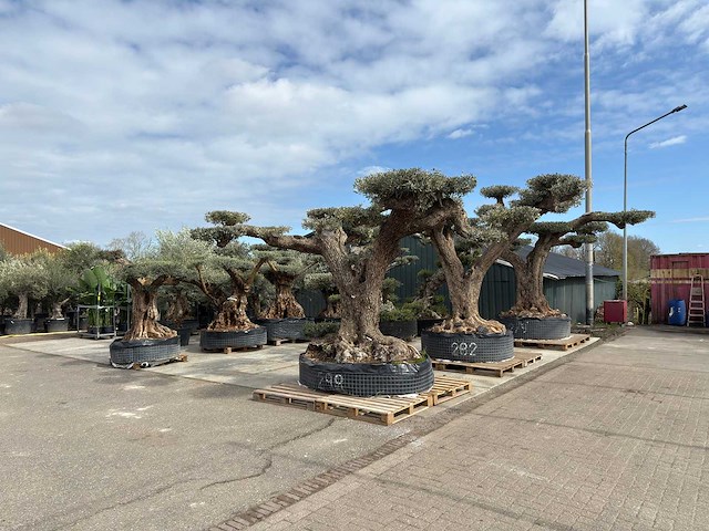 Olijfboom farga xxl - olea europaea - ca. 250 jaar oud - hoogte ca. 300 cm - afbeelding 25 van  34