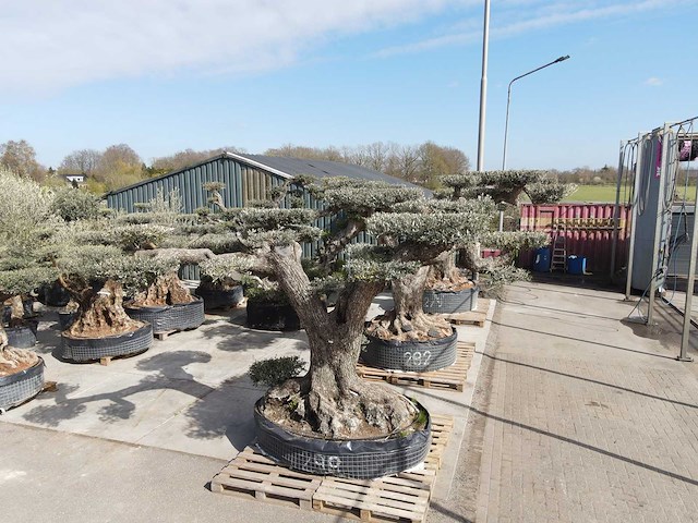 Olijfboom farga xxl - olea europaea - ca. 250 jaar oud - hoogte ca. 300 cm - afbeelding 28 van  34