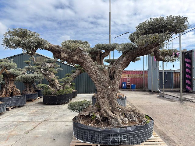 Olijfboom farga xxl - olea europaea - ca. 250 jaar oud - hoogte ca. 300 cm - afbeelding 12 van  34