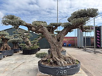 Olijfboom farga xxl - olea europaea - ca. 250 jaar oud - hoogte ca. 300 cm - afbeelding 12 van  34