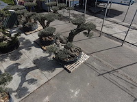 Olijfboom farga xxl - olea europaea - ca. 250 jaar oud - hoogte ca. 300 cm - afbeelding 31 van  34