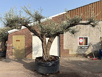 Olijfboom farga xxl - olea europaea - ca. 250 jaar oud - hoogte ca. 300 cm - afbeelding 1 van  9