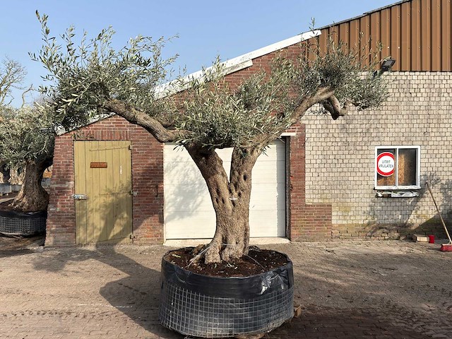 Olijfboom farga xxl - olea europaea - ca. 250 jaar oud - hoogte ca. 300 cm - afbeelding 2 van  9