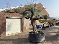 Olijfboom farga xxl - olea europaea - ca. 250 jaar oud - hoogte ca. 300 cm - afbeelding 3 van  9