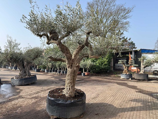 Olijfboom farga xxl - olea europaea - ca. 250 jaar oud - hoogte ca. 300 cm - afbeelding 6 van  9