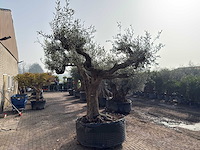 Olijfboom farga xxl - olea europaea - ca. 250 jaar oud - hoogte ca. 300 cm - afbeelding 8 van  9