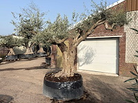 Olijfboom farga xxl - olea europaea - ca. 250 jaar oud - hoogte ca. 300 cm - afbeelding 9 van  9
