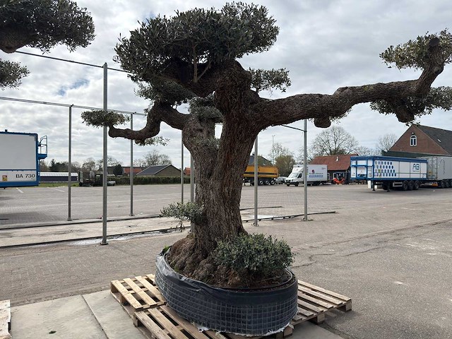 Olijfboom farga xxl - olea europaea - ca. 250 jaar oud - hoogte ca. 350 cm - afbeelding 3 van  33