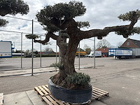Olijfboom farga xxl - olea europaea - ca. 250 jaar oud - hoogte ca. 350 cm - afbeelding 3 van  33