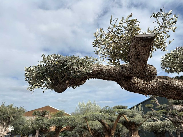Olijfboom farga xxl - olea europaea - ca. 250 jaar oud - hoogte ca. 350 cm - afbeelding 6 van  33