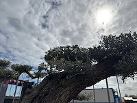 Olijfboom farga xxl - olea europaea - ca. 250 jaar oud - hoogte ca. 350 cm - afbeelding 8 van  33