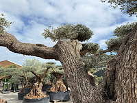Olijfboom farga xxl - olea europaea - ca. 250 jaar oud - hoogte ca. 350 cm - afbeelding 9 van  33