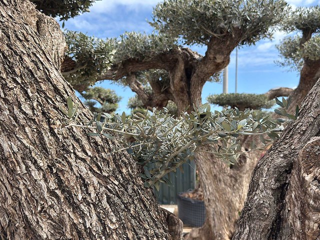 Olijfboom farga xxl - olea europaea - ca. 250 jaar oud - hoogte ca. 350 cm - afbeelding 11 van  33