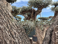 Olijfboom farga xxl - olea europaea - ca. 250 jaar oud - hoogte ca. 350 cm - afbeelding 11 van  33