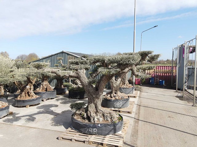Olijfboom farga xxl - olea europaea - ca. 250 jaar oud - hoogte ca. 350 cm - afbeelding 19 van  33