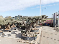 Olijfboom farga xxl - olea europaea - ca. 250 jaar oud - hoogte ca. 350 cm - afbeelding 19 van  33