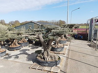Olijfboom farga xxl - olea europaea - ca. 250 jaar oud - hoogte ca. 350 cm - afbeelding 20 van  33