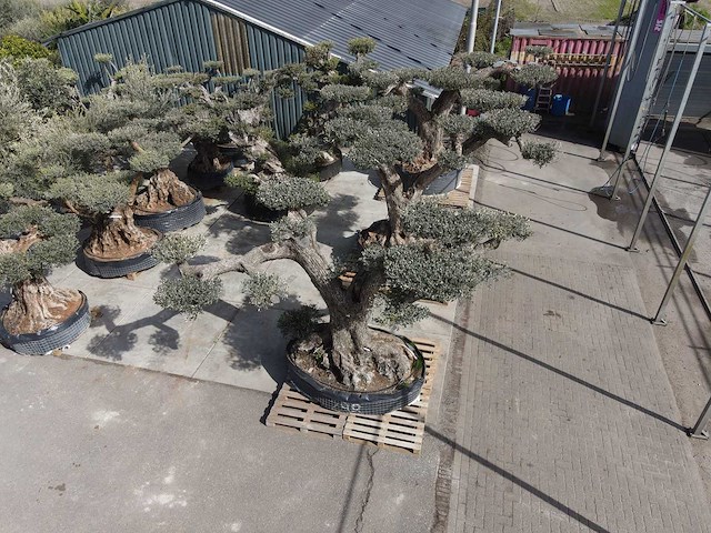 Olijfboom farga xxl - olea europaea - ca. 250 jaar oud - hoogte ca. 350 cm - afbeelding 21 van  33