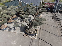 Olijfboom farga xxl - olea europaea - ca. 250 jaar oud - hoogte ca. 350 cm - afbeelding 21 van  33