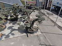 Olijfboom farga xxl - olea europaea - ca. 250 jaar oud - hoogte ca. 350 cm - afbeelding 23 van  33