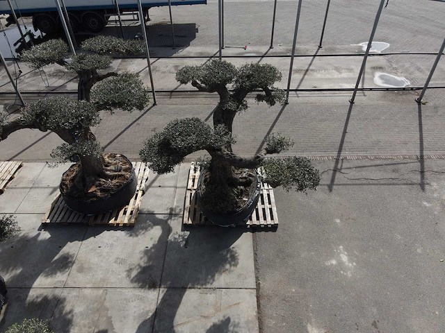 Olijfboom farga xxl - olea europaea - ca. 250 jaar oud - hoogte ca. 350 cm - afbeelding 25 van  33