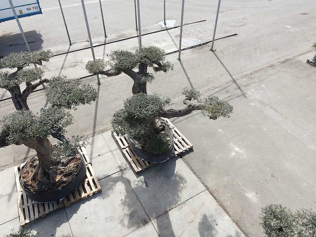 Olijfboom farga xxl - olea europaea - ca. 250 jaar oud - hoogte ca. 350 cm - afbeelding 26 van  33