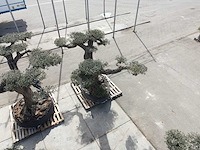 Olijfboom farga xxl - olea europaea - ca. 250 jaar oud - hoogte ca. 350 cm - afbeelding 26 van  33