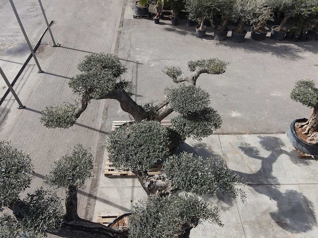 Olijfboom farga xxl - olea europaea - ca. 250 jaar oud - hoogte ca. 350 cm - afbeelding 27 van  33