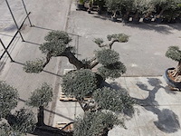 Olijfboom farga xxl - olea europaea - ca. 250 jaar oud - hoogte ca. 350 cm - afbeelding 27 van  33