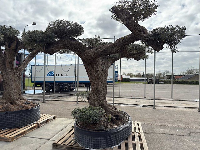 Olijfboom farga xxl - olea europaea - ca. 250 jaar oud - hoogte ca. 350 cm - afbeelding 29 van  33