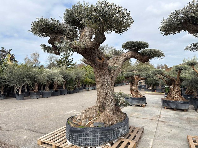 Olijfboom farga xxl - olea europaea - ca. 250 jaar oud - hoogte ca. 350 cm - afbeelding 32 van  33