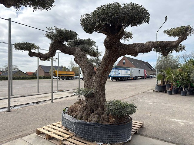 Olijfboom farga xxl - olea europaea - ca. 300 jaar oud - hoogte ca. 330 cm - afbeelding 2 van  19