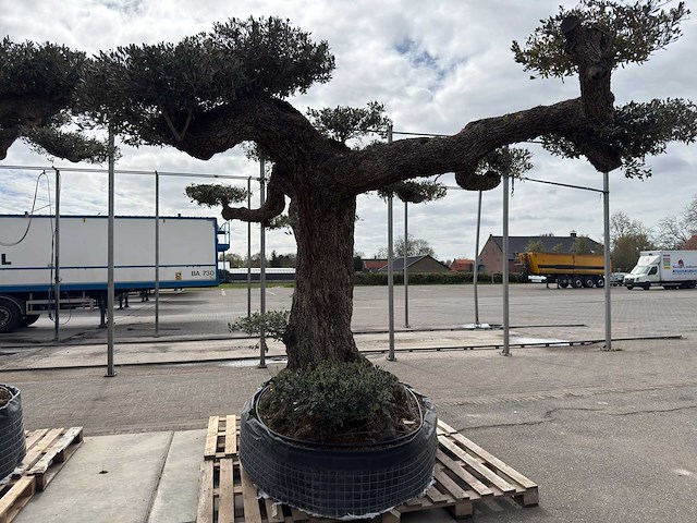 Olijfboom farga xxl - olea europaea - ca. 300 jaar oud - hoogte ca. 330 cm - afbeelding 3 van  19