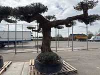 Olijfboom farga xxl - olea europaea - ca. 300 jaar oud - hoogte ca. 330 cm - afbeelding 3 van  19