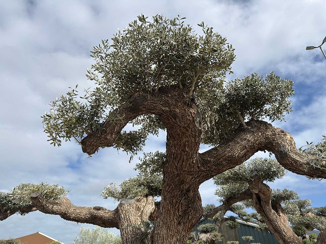 Olijfboom farga xxl - olea europaea - ca. 300 jaar oud - hoogte ca. 330 cm - afbeelding 4 van  19