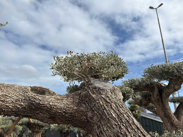 Olijfboom farga xxl - olea europaea - ca. 300 jaar oud - hoogte ca. 330 cm - afbeelding 5 van  19