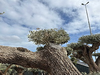Olijfboom farga xxl - olea europaea - ca. 300 jaar oud - hoogte ca. 330 cm - afbeelding 5 van  19