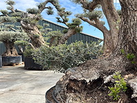 Olijfboom farga xxl - olea europaea - ca. 300 jaar oud - hoogte ca. 330 cm - afbeelding 6 van  19